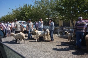 kurban-bajram-kurban